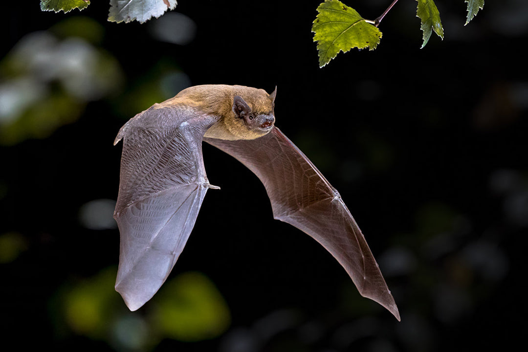 Wildlife in the garden - bats