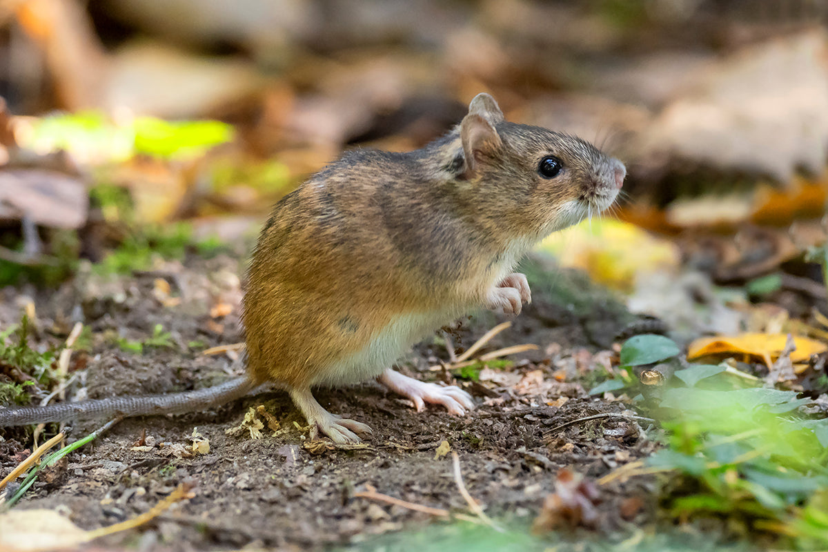 Wood mouse on a garden floor