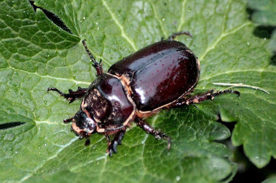 Rare beetle discovered in UK garden