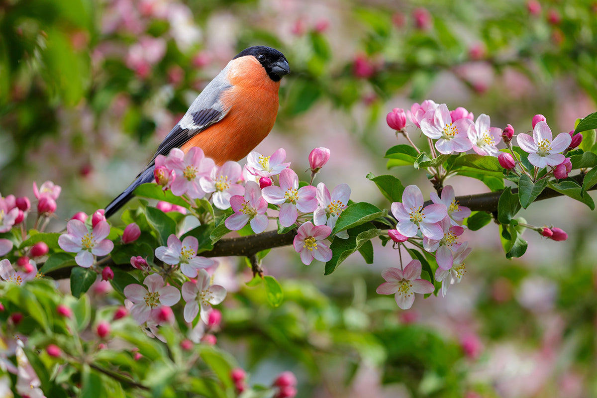 Wildlife in the garden - bullfinches and blossom