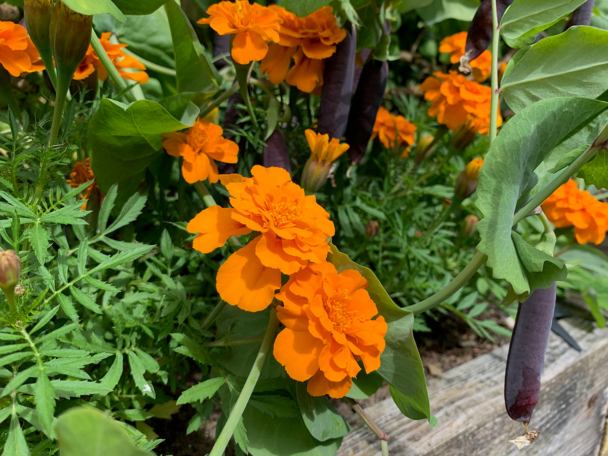 Greener gardening - sacrificial plants