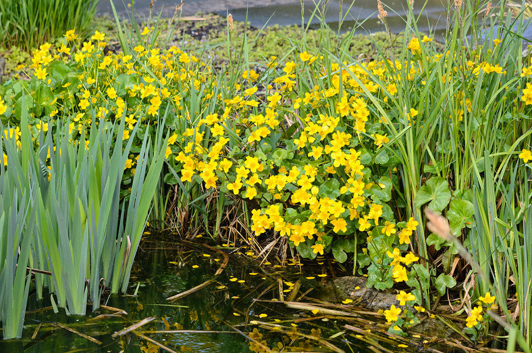 Plant folklore - marsh marigold