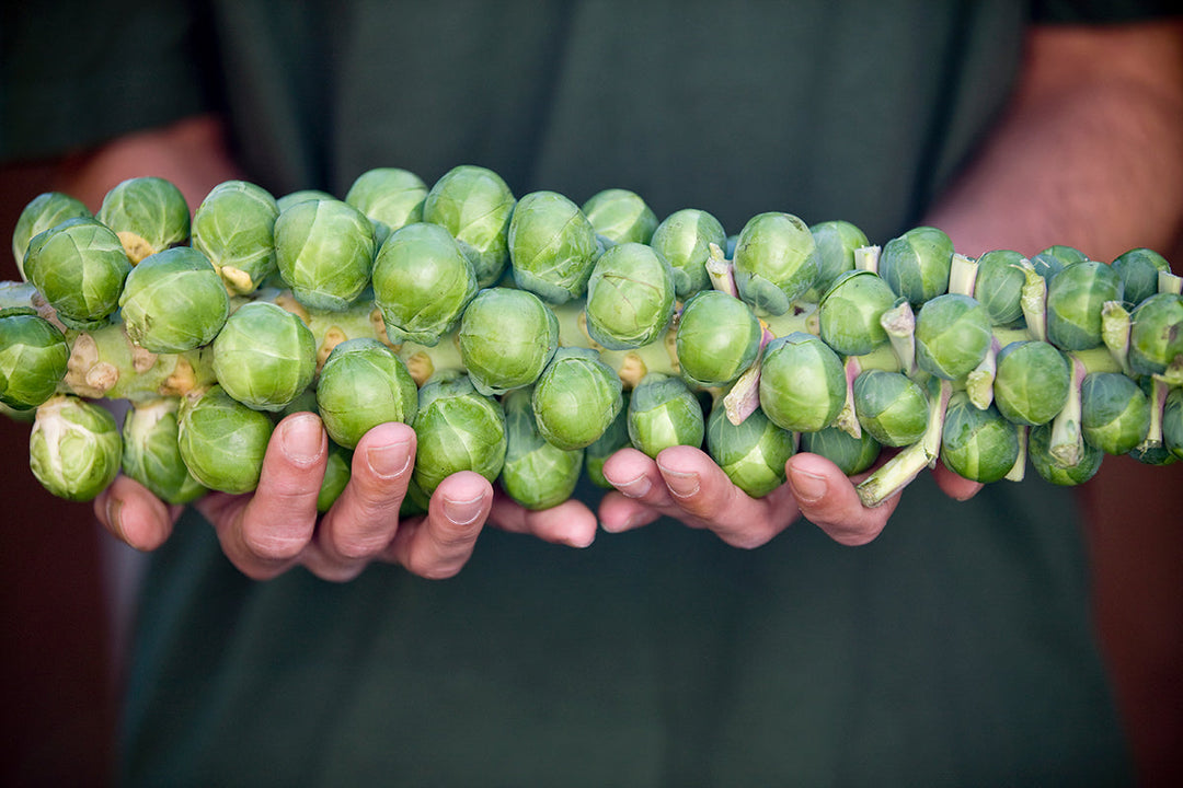 Gardeners' notes - jobs to do in December