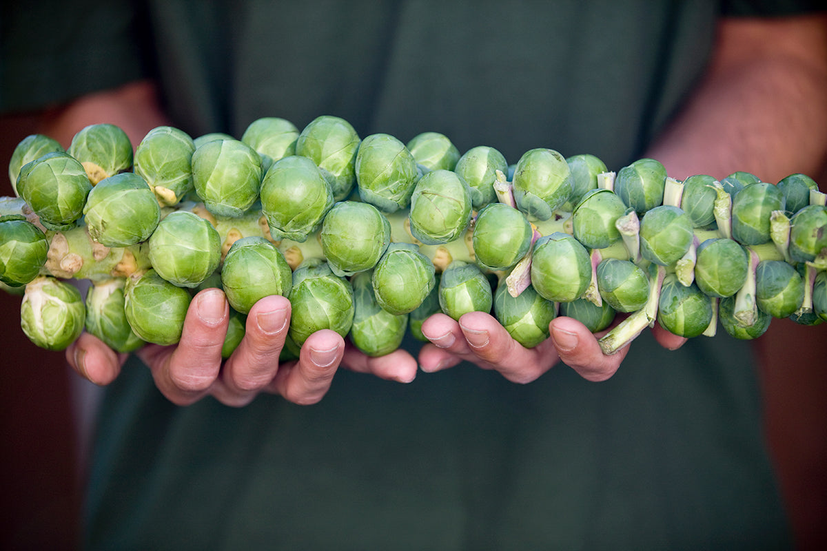 Gardeners' notes - jobs to do in December