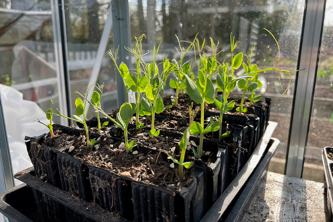 Gardeners' notes - jobs to do in February