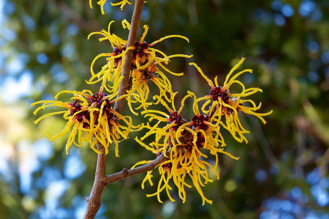 Plant of the month - witch hazel
