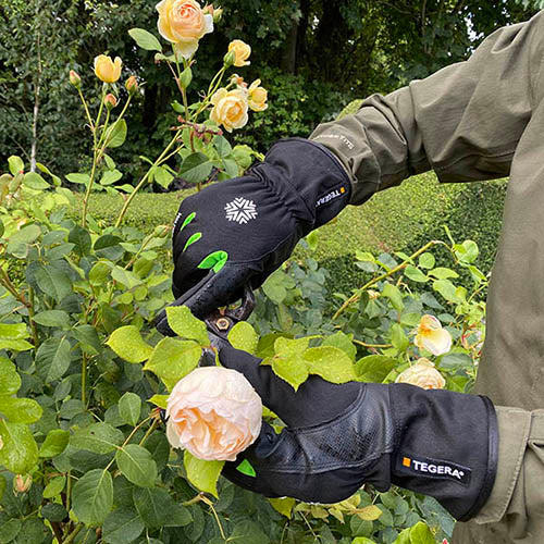 Genus waterproof gardening gloves in a person's hand in a garden with a rose